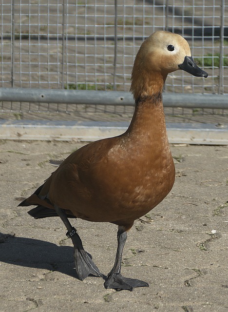 而对于阿圭